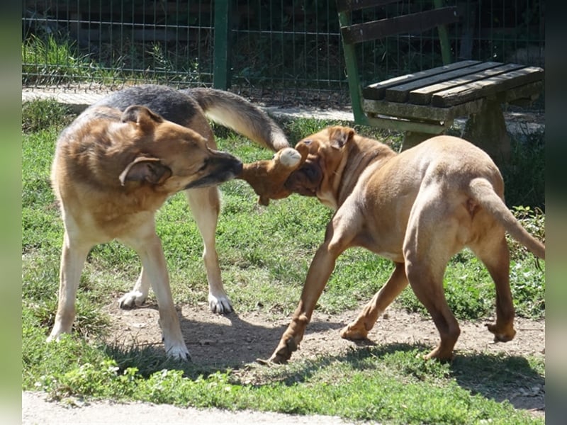 Don - vielleicht Dein Traumhund?