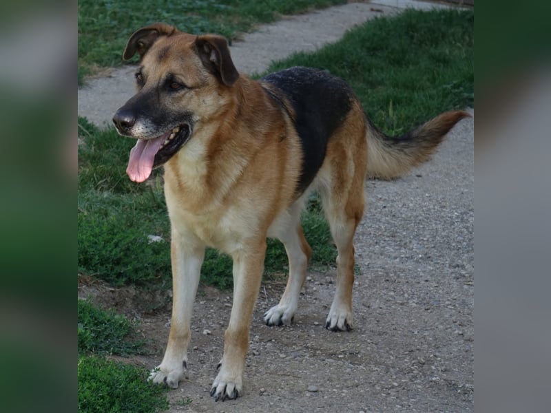 Don - vielleicht Dein Traumhund?