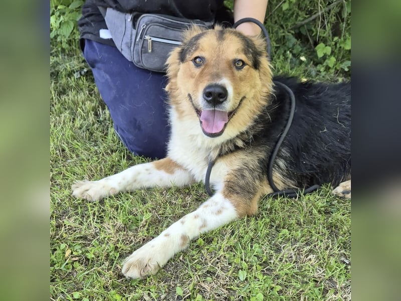 Charlie ein familiengeeigneter Hund
