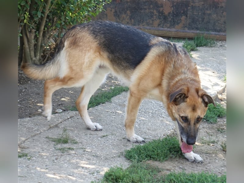 Don - vielleicht Dein Traumhund?