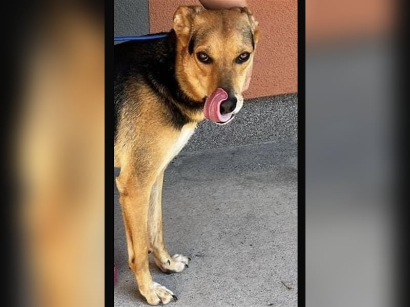 Roko ein Traumhund