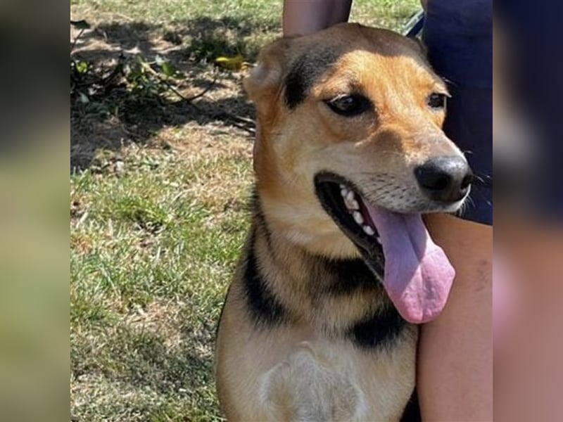 Roko ein Traumhund