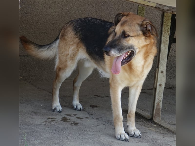 Don - vielleicht Dein Traumhund?