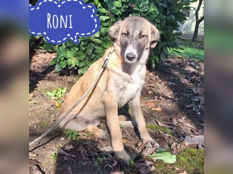 Roni ein absoluter Schatz