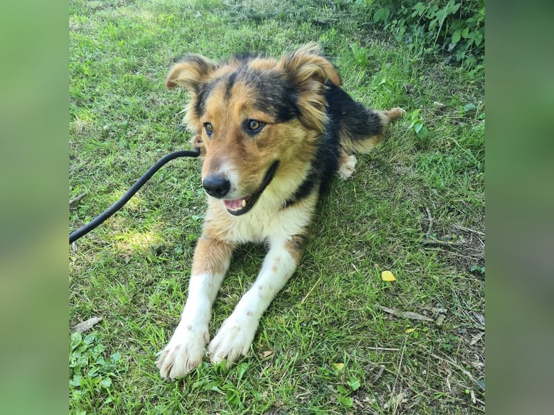 Charlie ein familiengeeigneter Hund