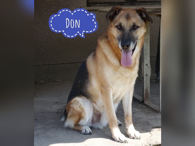 Don - vielleicht Dein Traumhund?