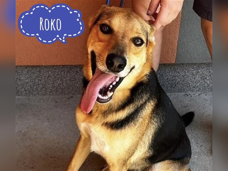 Roko ein Traumhund