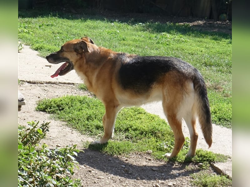 Don - vielleicht Dein Traumhund?