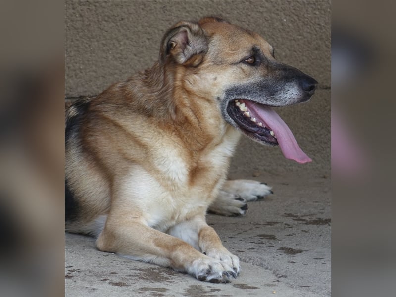 Don - vielleicht Dein Traumhund?