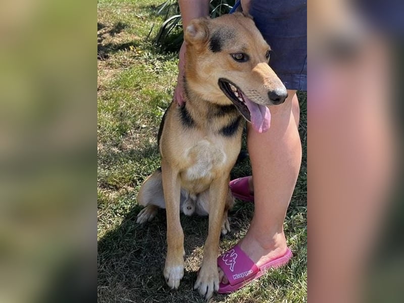 Roko ein Traumhund