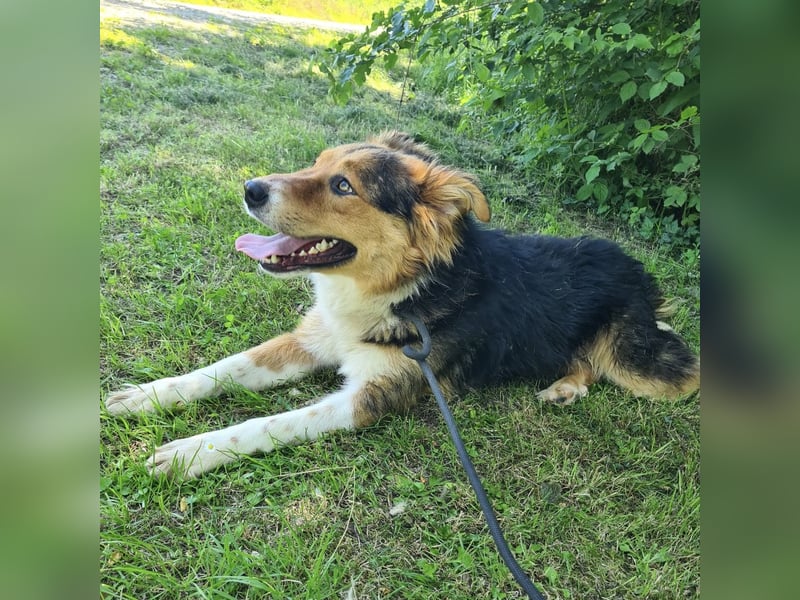 Charlie ein familiengeeigneter Hund