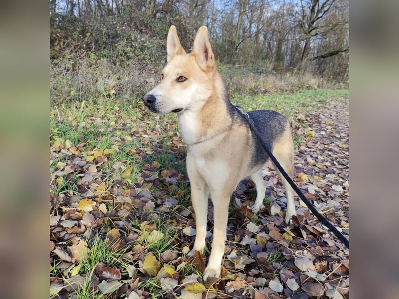 Eros ein Prachtexemplar