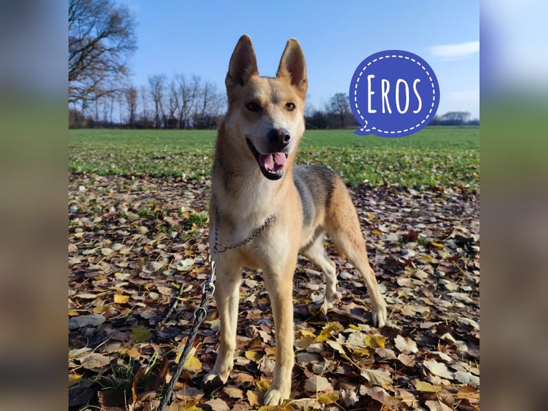 Eros ein Prachtexemplar