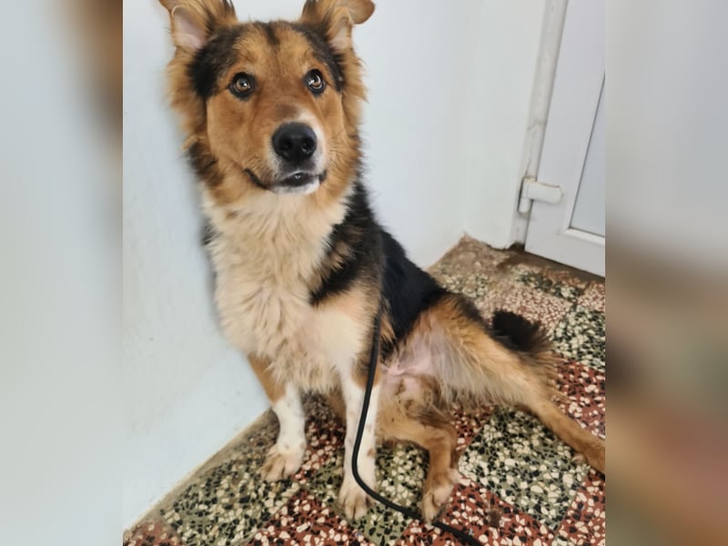 Charlie ein familiengeeigneter Hund