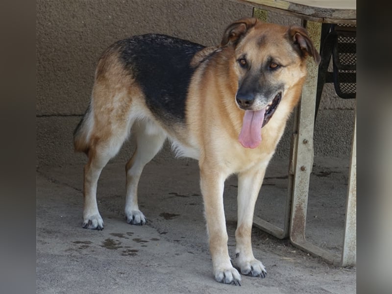 Don - vielleicht Dein Traumhund?