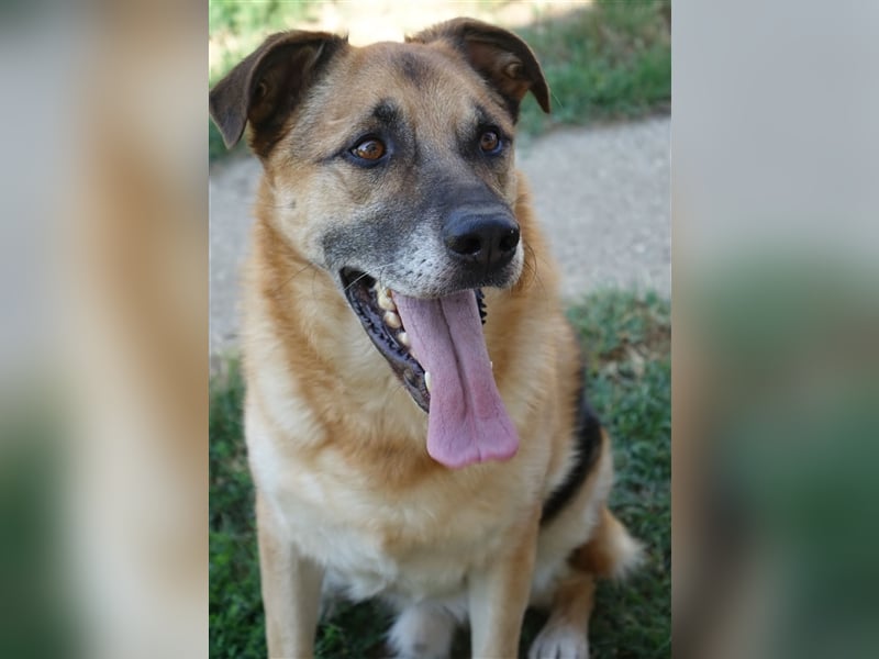 Don - vielleicht Dein Traumhund?