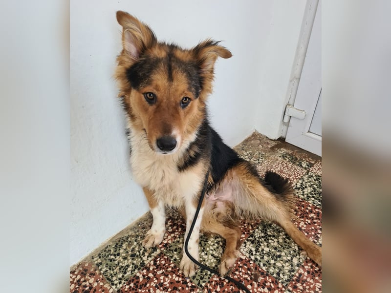 Charlie ein familiengeeigneter Hund