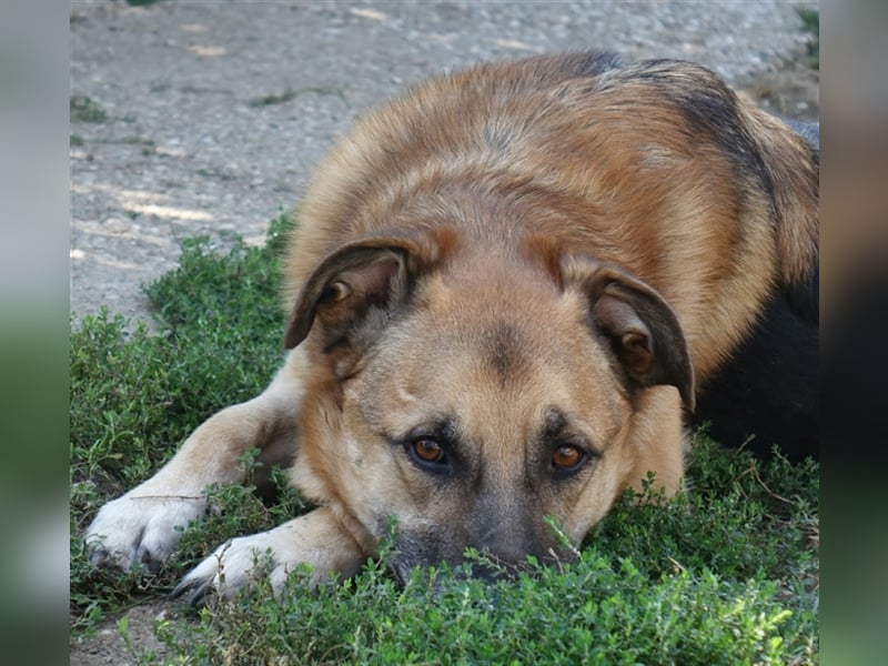 Don - vielleicht Dein Traumhund?