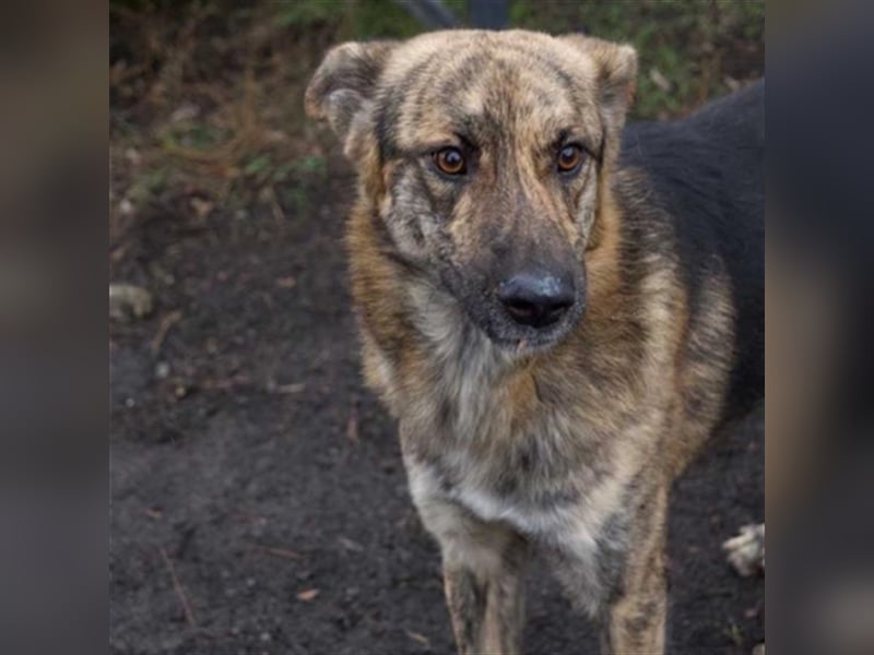 *SOS*GELLU wartet in 79341 Kenzingen auf deinen Besuch