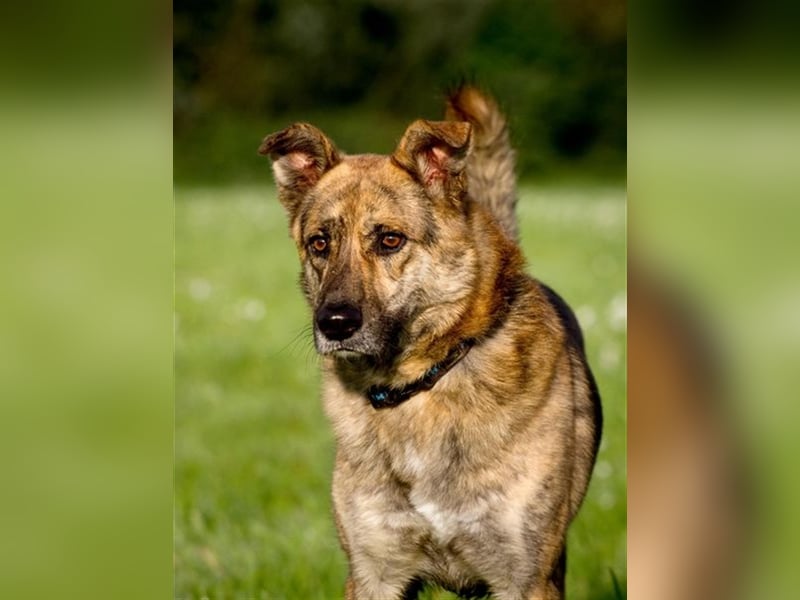 *SOS*GELLU wartet in 79341 Kenzingen auf deinen Besuch