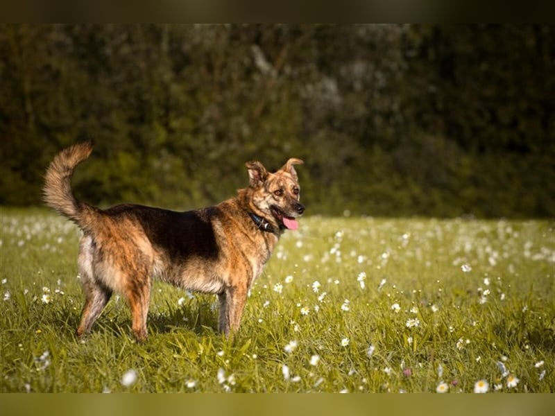 *SOS*GELLU wartet in 79341 Kenzingen auf deinen Besuch
