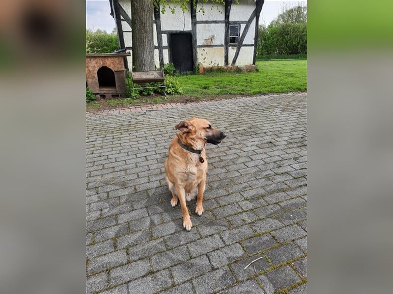 Carlos- besonderer Hund sucht besondere Menschen
