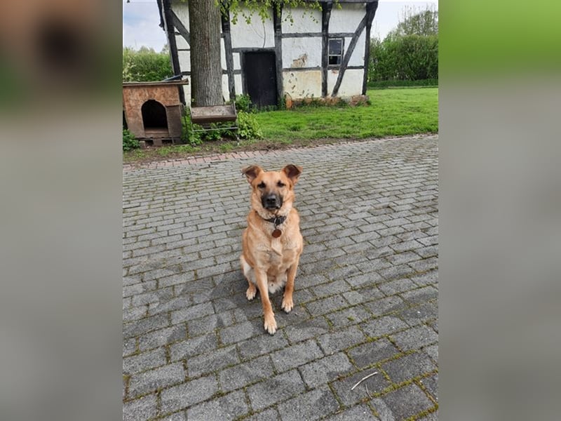 Carlos- besonderer Hund sucht besondere Menschen