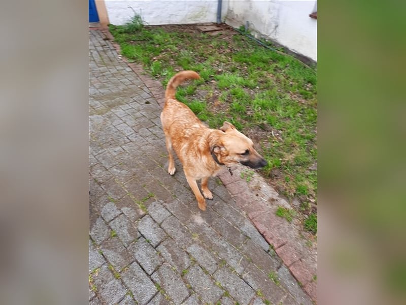 Carlos- besonderer Hund sucht besondere Menschen