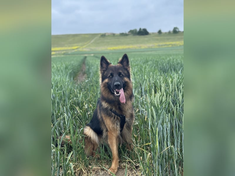  Deutscher Schäferhund sucht passende Hündin für Deckung 