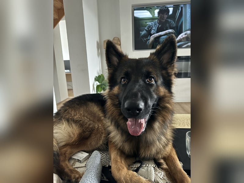  Deutscher Schäferhund sucht passende Hündin für Deckung 