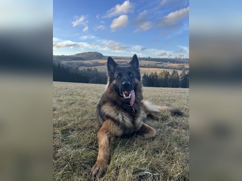  Deutscher Schäferhund sucht passende Hündin für Deckung 