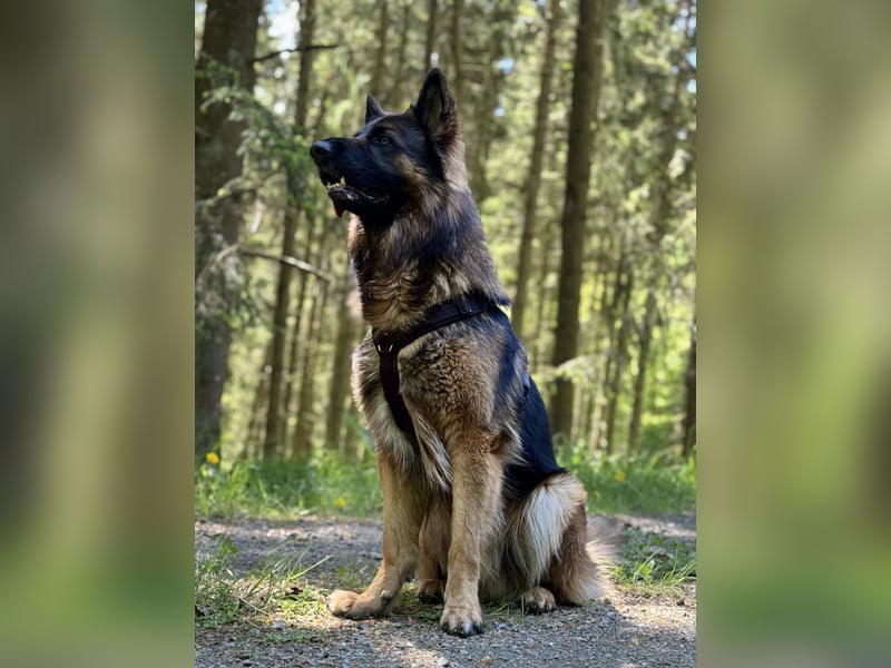  Deutscher Schäferhund sucht passende Hündin für Deckung 