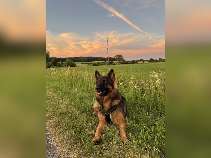  Deutscher Schäferhund sucht passende Hündin für Deckung 