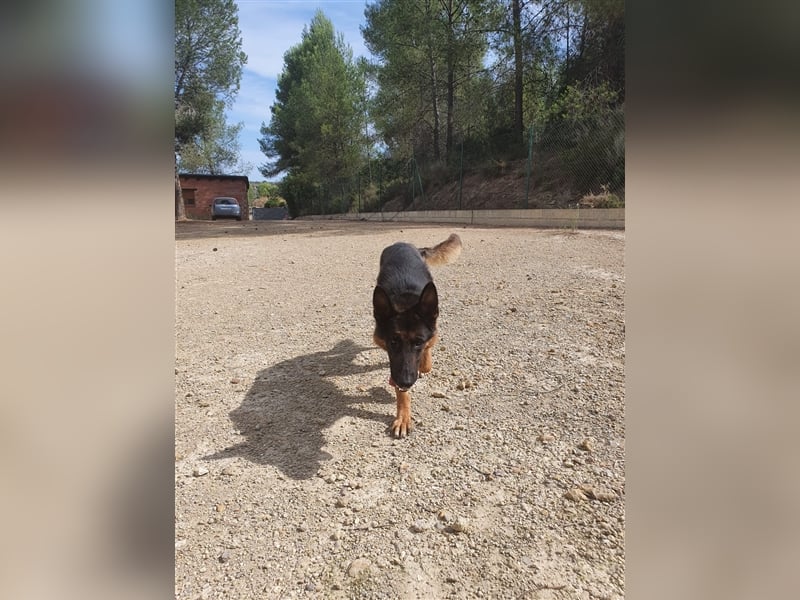 COCO -Rohdiamant sucht seinen Juwelenliebhaber