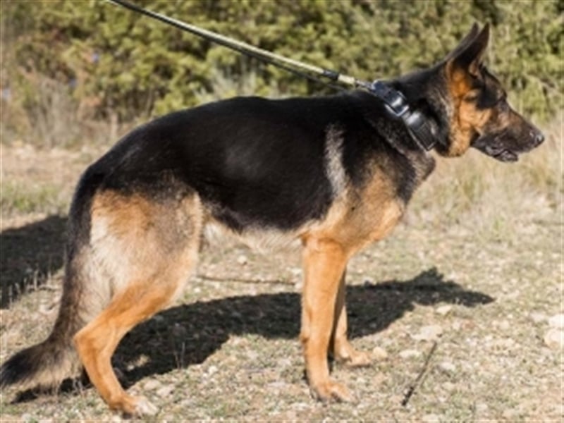 COCO -Rohdiamant sucht seinen Juwelenliebhaber