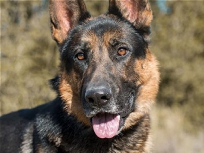 COCO -Rohdiamant sucht seinen Juwelenliebhaber