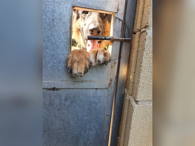 COCO -Rohdiamant sucht seinen Juwelenliebhaber