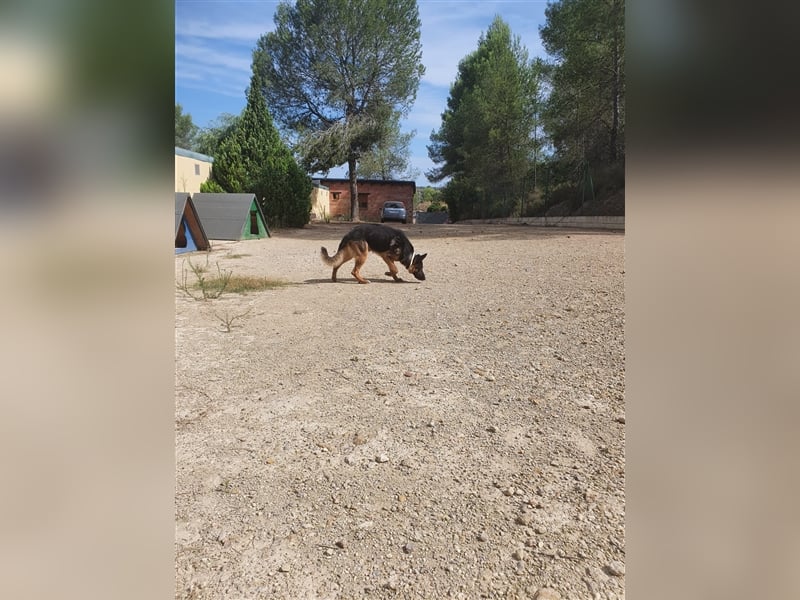 COCO -Rohdiamant sucht seinen Juwelenliebhaber