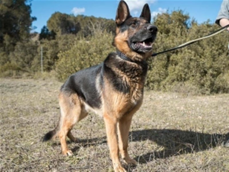 COCO -Rohdiamant sucht seinen Juwelenliebhaber