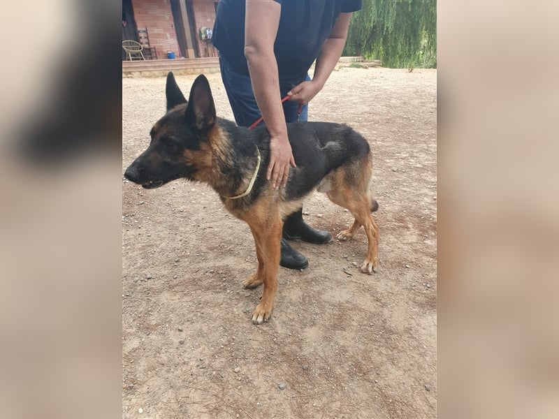 COCO -Rohdiamant sucht seinen Juwelenliebhaber