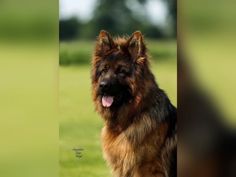 Deutscher Schäferhund