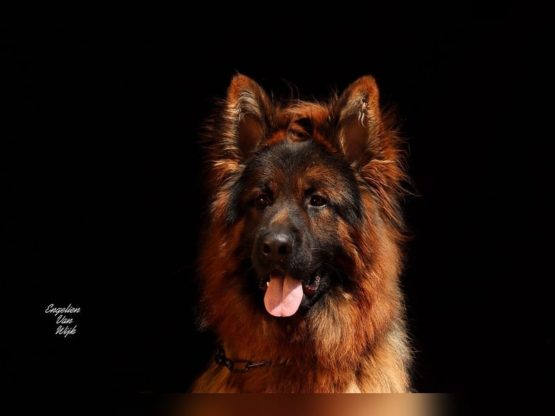 Deutscher Schäferhund