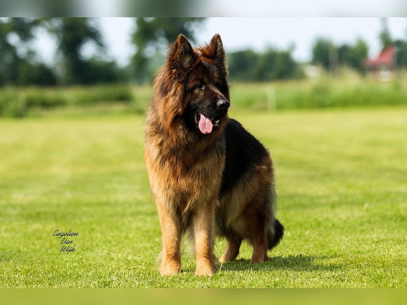Deutscher Schäferhund