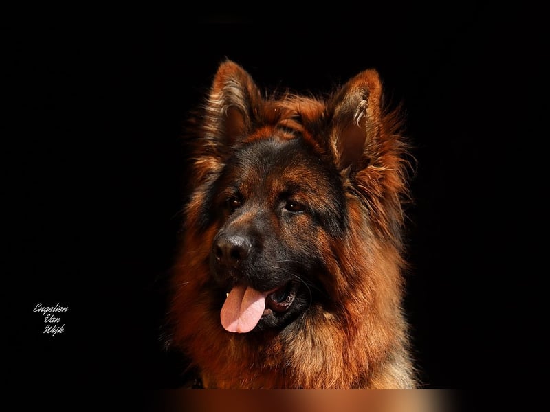 Deutscher Schäferhund