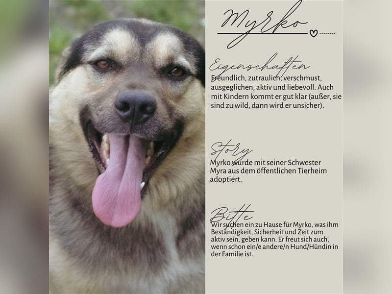 MYRKO wünscht sich ein Zuhause für immer