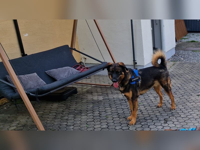 Schäferhund / Berner Sennen-Mix Woody Rüde 1 Jahr alt