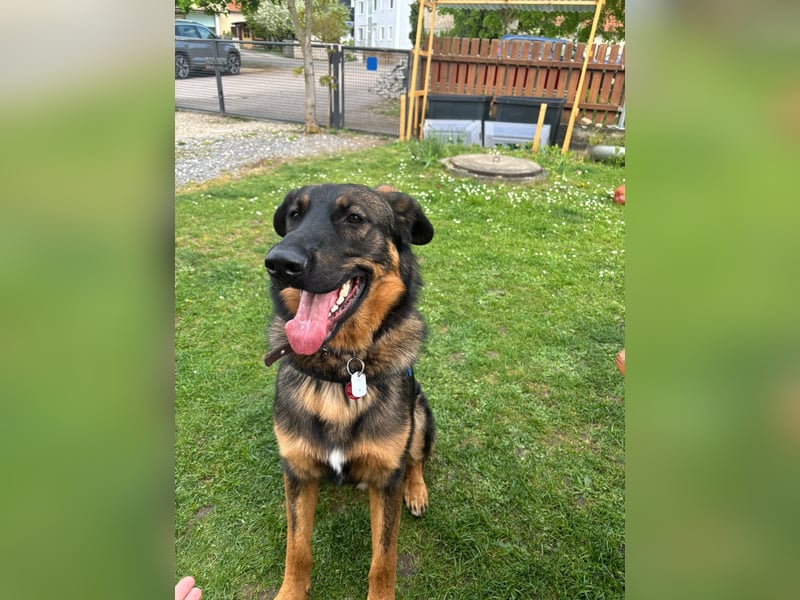 Schäferhund / Berner Sennen-Mix Woody Rüde 1 Jahr alt