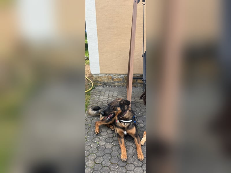 Schäferhund / Berner Sennen-Mix Woody Rüde 1 Jahr alt