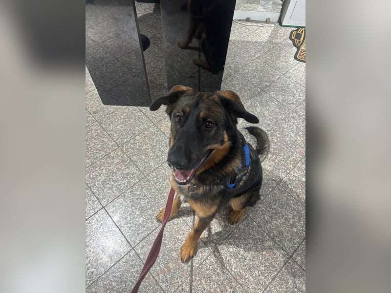 Schäferhund / Berner Sennen-Mix Woody Rüde 1 Jahr alt