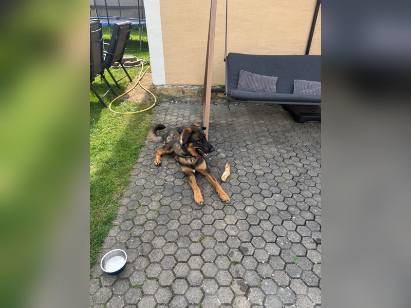 Schäferhund / Berner Sennen-Mix Woody Rüde 1 Jahr alt